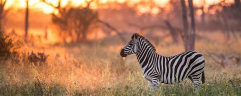 rube safari|The best virtual safaris in Africa... to enjoy at home